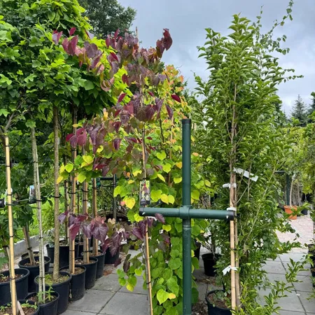 Bomen en struiken | GroenRijk Assen