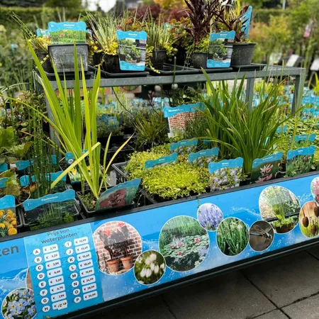 Waterplanten | Tuincentrum GroenRijk Assen