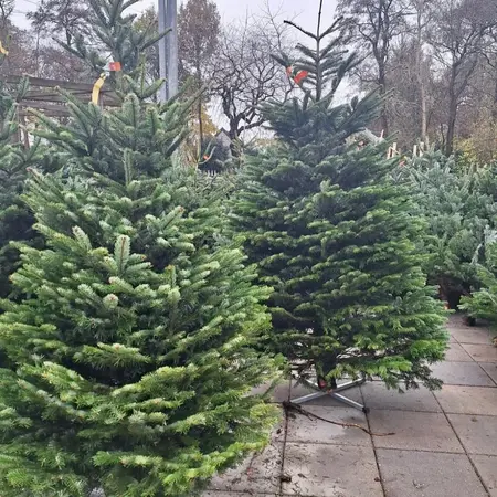 Kerstbomen