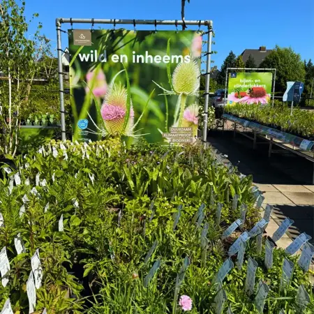 Tuinplanten