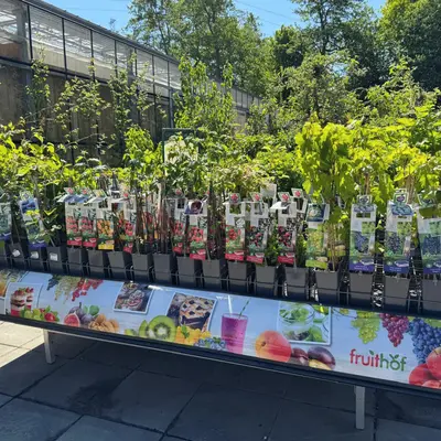 Tuinplanten shoppen doe je bij GroenRijk Assen