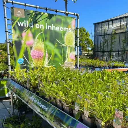 Inheemse planten koop je bij tuincentrum GroenRijk Assen