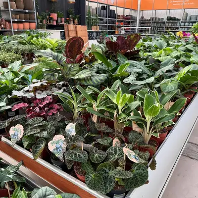 Kamerplanten kopen? Kom langs in ons tuincentrum in Assen.