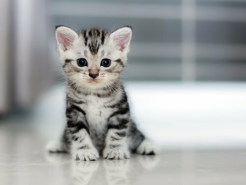 herberg Geleend Zwijgend Katten - GroenRijk Assen