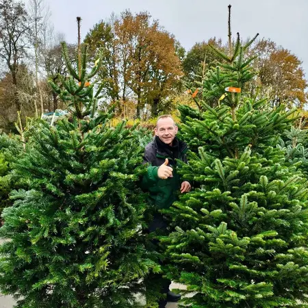 Kerstbomen