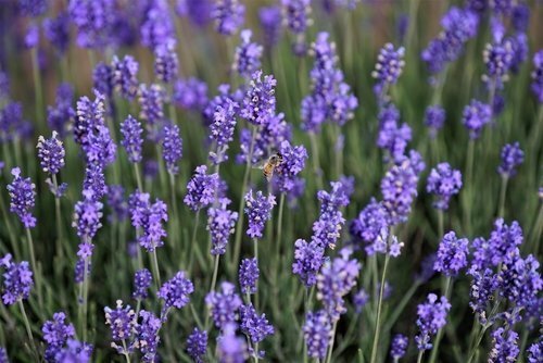 Vaste planten - Assen