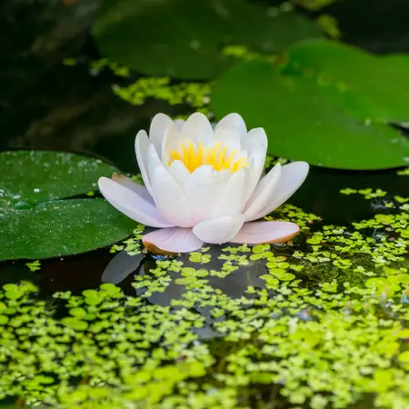 Waterplanten
