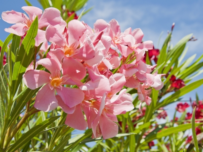 Tuinplanten